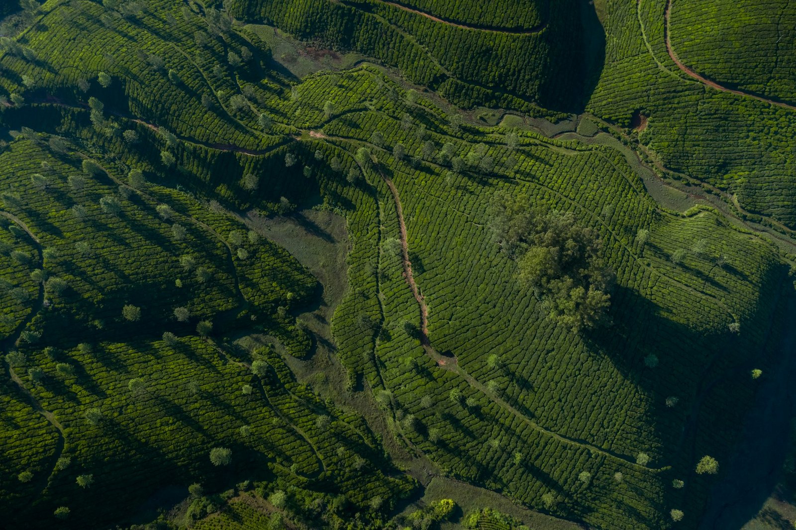 Beautiful tea plantation landscape in the morning.